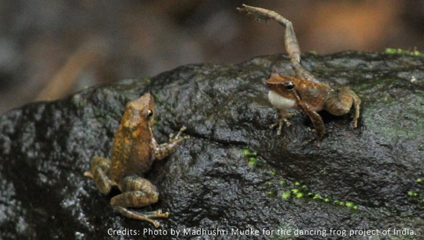 Dancing-frog